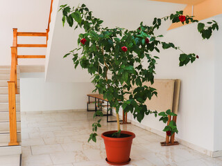 Hibiscus plant, flowering Chinese rose, potted indoors