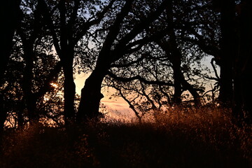 sunset in the forest