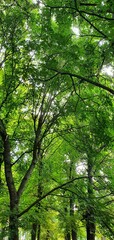 Beautiful park in Spain. Green natural background. Green tall trees in the park. Green foliage on trees in summer. Park in Madrid. Beautiful nature.