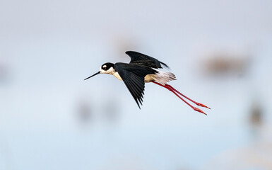 Black-necked stilt (Himantopus mexicanus), Frank Lake, Alberta, Canada