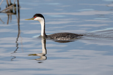 Western grebe (Aechmophorus occidentalis) swimming, Frank Lake, Alberta, Canada