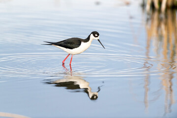 Black-necked stilt (Himantopus mexicanus) foraging along edge of lake, Frank Lake, Alberta, Canada