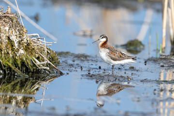 Wilson’s phalarope (Phalaropus tricolor), Frank Lake, Alberta, Canada