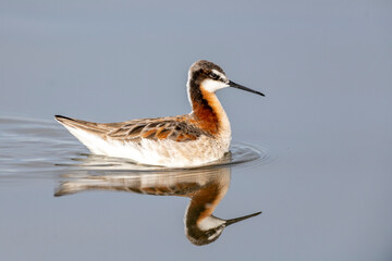 Wilson’s phalarope (Phalaropus tricolor), Frank Lake, Alberta, Canada