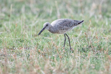 Willet (Catoptrophorus semipalmatus), Frank Lake, Alberta, Canada