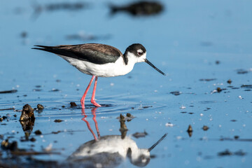 Black-necked stilt (Himantopus mexicanus) Frank Lake, Alberta, Canada