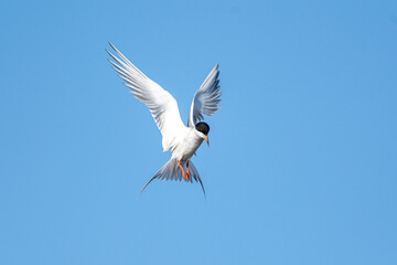 Forster’s tern (Sterna forsteri) in flight, Frank Lake, Alberta, Canada