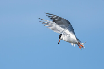Forster’s tern (Sterna forsteri) in flight, Frank Lake, Alberta, Canada