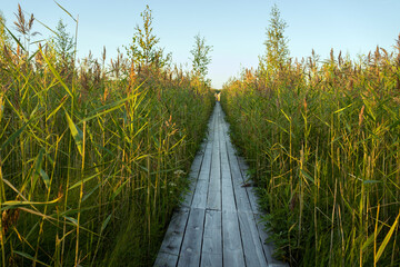 Eco trail in a nature reserve, an ecologically clean place in the environment