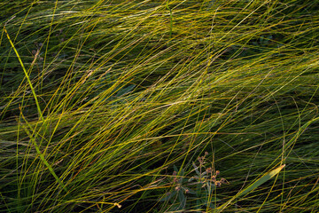 The background is an ecologically clean area in nature, grass in the field