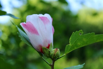 Rose of Sharon bloom 