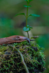 nudibranch in the forrest  at the evening