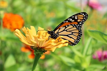 Monarch Butterfly on a yellow Zinnia bloom 