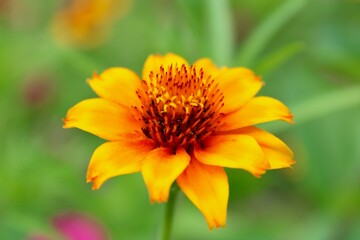 orange flower in the garden