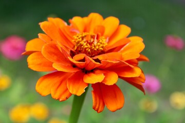 Orange zinnia bloom 