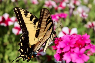 butterfly on flower