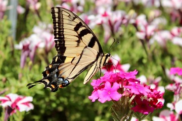 butterfly on flower