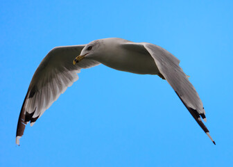seagull in clear blue sky