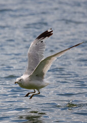 seagull taking off from lake