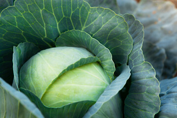 Obraz premium Fresh, white cabbage growing in a vegetable garden on a farm.