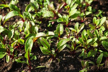 Seedlings of Swiss chard growing in a garden bed.