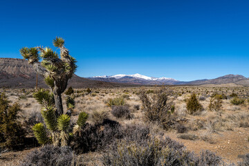 desert landscape Usa