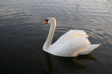 Fototapeta na wymiar white mute swan on the lake