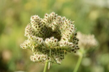 Close up of a Queen Anne’s lace bloom 