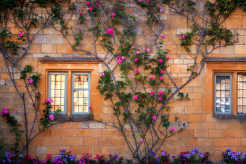 Climbing flowers on the facade of a house in Chipping Camden 