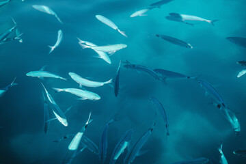 Fische im flachen Meerwasser