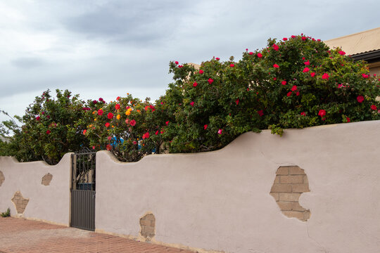 Flowering Shrubs Peaking Over The Top Of A Stucco Wall