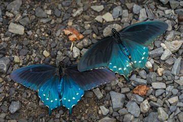 Battus philenor, the pipevine swallowtail or blue swallowtail, is a swallowtail butterfly.  beautiful blue butterfly in Cades Cove / Great Smoky Mountains National Park