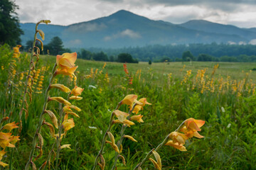 Peach gladiolus in a meadow in Cades Cove, Great Smoky Mountains national Park on a foggy day with...