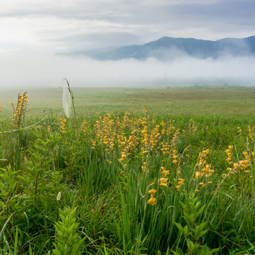 Peach gladiolus in a meadow in Cades Cove, Great Smoky Mountains national Park on a foggy day with wonderful clouds playing off the mountain in the distance