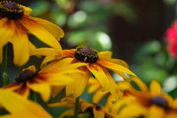 Rudbeckia flowers in autumn.  Floral background with yellow flowers.