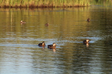 Mallards On The Water, Pylypow Wetlands, Edmonton, Alberta