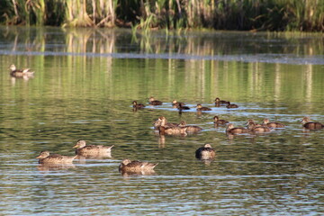 Waterfowl On The Lake, Pylypow Wetlands, Edmonton, Alberta