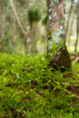 Nature