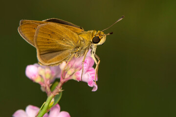  Macro Photography of Moth on Twig of Plant.