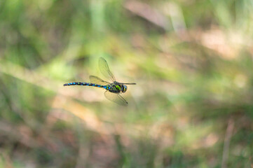 Aeshna cyanea - Southern hawker - Æschne bleue