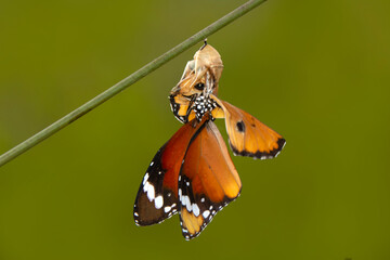 Amazing moment ,Monarch Butterfly , caterpillar, pupa and emerging with clipping path.