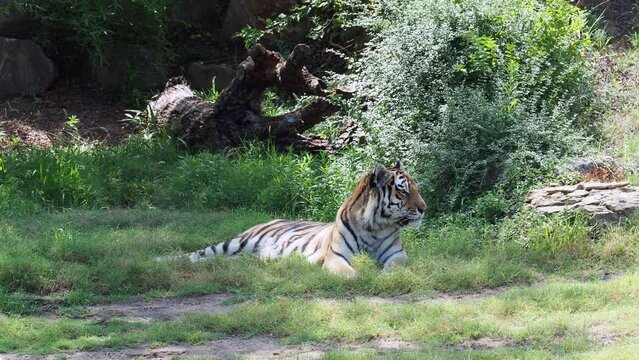 Amur Tiger Looking at Camera