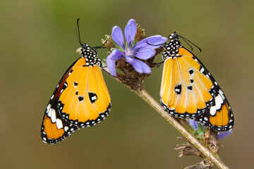 Macro shots, Beautiful nature scene. Closeup beautiful butterfly sitting on the flower in a summer garden.