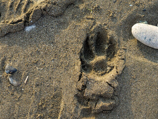 Dog footprint in the sand. The silence of the wild beach. Stones on the sandy beach. Black sand in the sun close-up. Quiet place. Edge of the coast.