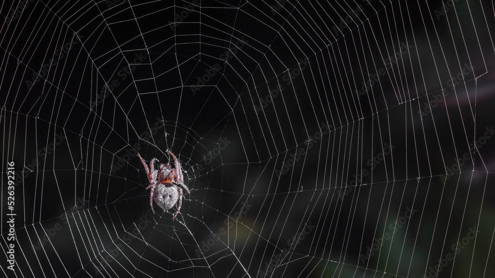 Wall mural The spider hunts on the web. Horror background. Spider web trap concept. Insect macro.