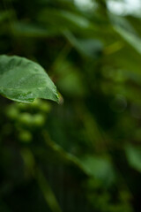 rain drops on a leaf