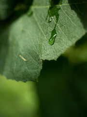drop on leaf
