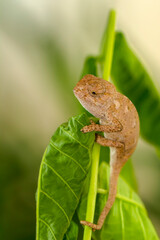 Macro shots, Beautiful nature scene , baby green chameleon sitting on flower in a summer garden.
