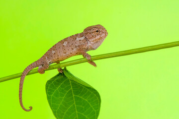 Macro shots, Beautiful nature scene , baby green chameleon sitting on flower in a summer garden.
