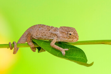 Macro shots, Beautiful nature scene , baby green chameleon sitting on flower in a summer garden.